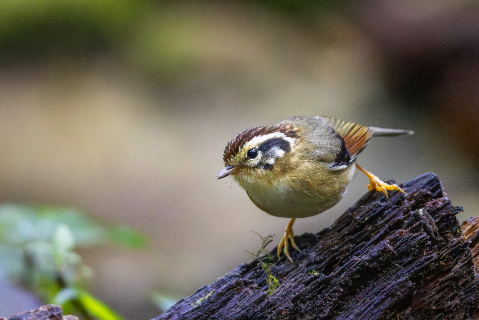 image Rufous-winged Fulvetta